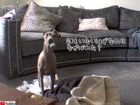 あら見てたのね～。いたずらの真っ最中、監視カメラから飼い主の声を聞いた時の犬の表情