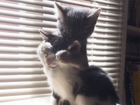 うしろからギュッ！で目隠し。女子大好きなシチュエーションを子猫たちにやられちゃったもんだからたまらないずら