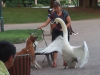 「お前は俺を怒らせた」の怖いやつ。白鳥パイセンのターゲットになってしまった犬と飼い主の場合