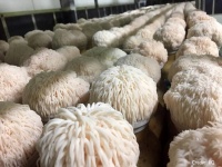 食用キノコから、神経を成長させ記憶力を高める化合物を発見