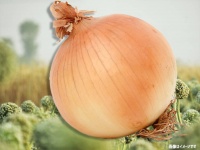 1個で重さ約9kg、世界記録を塗り替えるかもしれない巨大タマネギを収穫