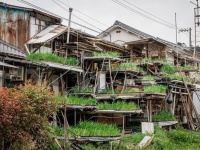 草が生えまくってる...　思わず探検したくなる「不思議すぎる家」が愛媛にあった