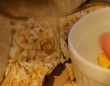 ハムスターの〝意外な行動〟に4.7万人もん絶「赤福？」「食べたい」　スプーンでお薬あげたら、そのまま...