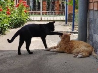 庭でまったりの癒し猫「気持ちいい昼寝日和だニャ」からの突然の猫パンチにビックリ