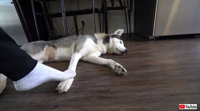 steppingonhuskysfeet1_640