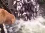 魚の大群を目の前にし、犬がとった行動とは！？