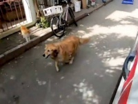 飼い主が乗る救急車を追いかけ、全力で病院まで走り続けた犬（トルコ）