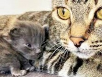肝っ玉母にゃん「もう、うちの子になっちゃいニャさい！」と、保護子猫を自分の子と一緒に面倒みる