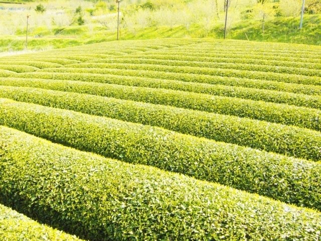 画像はイメージ