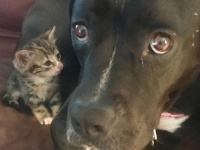 迷い子猫を発見。一晩だけ保護するはずが、先住犬を母のように慕うもんだから予想外のハッピーエンドに(アメリカ)