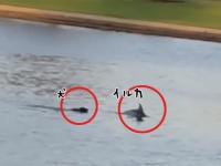 密会現場発見か？犬とイルカが仲良く泳ぐ姿が激写される（オーストラリア）