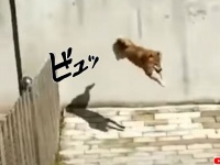 これぞ無策（柵）。柵が全く役に立たない驚きの跳躍力を持つ犬