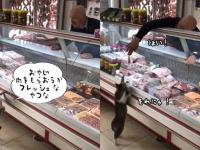 猫が肉屋に買い物に来た？おじさんに注文し肉を受け取る顧客としての猫（トルコ）