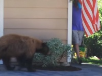 ガチでクマさんに出会ったらどうなるのか？こうなった（住宅街編）