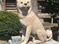 かわいすぎる犬！　塩田アフロ（sh_afro）さんのツイートより