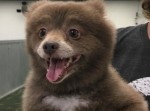 クマなのか？　犬なのか？　見る者を混乱させる動物があらわれた