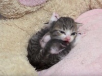 【動画】かわいすぎる...300万回以上再生された、ただ子猫が毛づくろいをする2分半