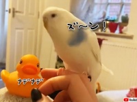 おもちゃのアヒルがなんぼのもんじゃい！ジェラシーが炸裂するインコのとった行動は？
