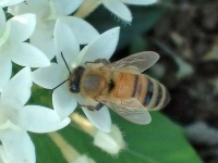 ミツバチやマルハナバチを大切に！