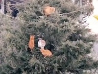 高い木の上で猫たちの集会が開かれていた件