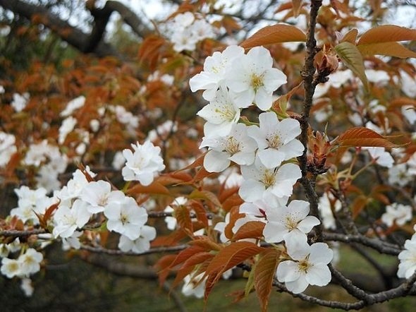 こちらはよく似ているとされるヤマザクラ（Pekachuさん撮影, Wikimedia Commonsより