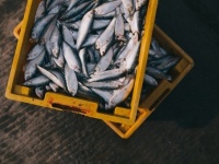 漁師の喉につまった魚、摘出後も生きていた！（エジプト）