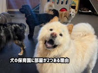 犬の保育園に部屋が２つある理由。性格に応じて別けられていた