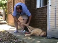 寝てるから動けないわけだし...飼い主が掃除中寝たふりを決め込むゴールデンレトリバー