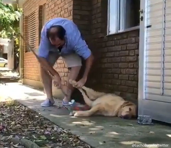 寝てるから動けないわけだし...飼い主が掃除中寝たふりを決め込むゴールデンレトリバー