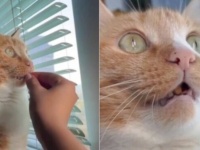 これはおそらく再起動が必要？窓の外を凝視したまま動かなくなった猫