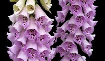 植物怖いシリーズ。食べるな危険！油断するとひどい目に遭う10の猛毒植物