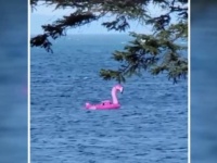 フラミンゴで漂流！？沖に流された3人と犬2匹の救助劇（アメリカ）