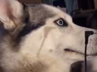 なぜバレた？ 「このヘッドセットを噛んだのは誰？」と問われて黙秘権を行使するハスキー犬