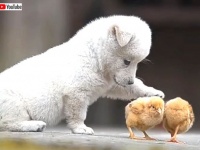 遊ぼ遊ぼ！いっしょに遊ぼ！可愛い子犬とヒヨコのらぶらぶプレイタイム