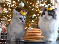 猫天使たちが愛と喜びをまき散らす日。可愛いマンチカンからのメリークリスマス