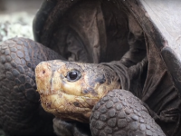 またしてもうれしいニュース。100年以上前に絶滅したと思われていた野生のガラパゴスゾウガメが再発見される