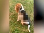 ワンちゃんの背中の模様に驚愕！　これはびっくり…！