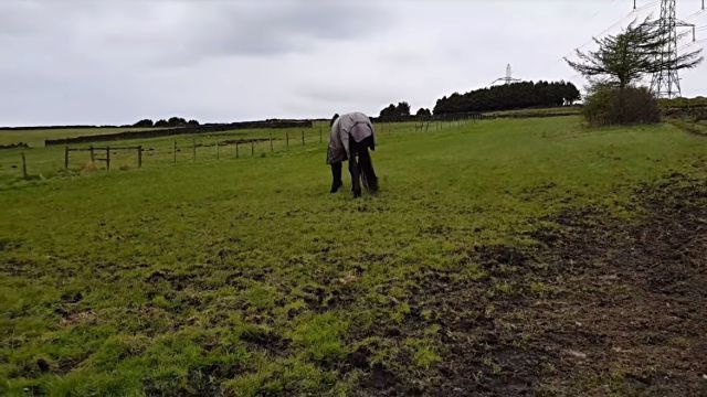 horse1