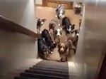 自分の名前、分かってる？　犬１０匹を集めて“呼び名”を叫んだ結果…