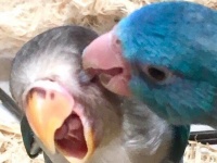 「目があぁぁあ！！！」　壮絶な表情を浮かべるインコに反響→攻撃されてるのかと思いきや、実は...