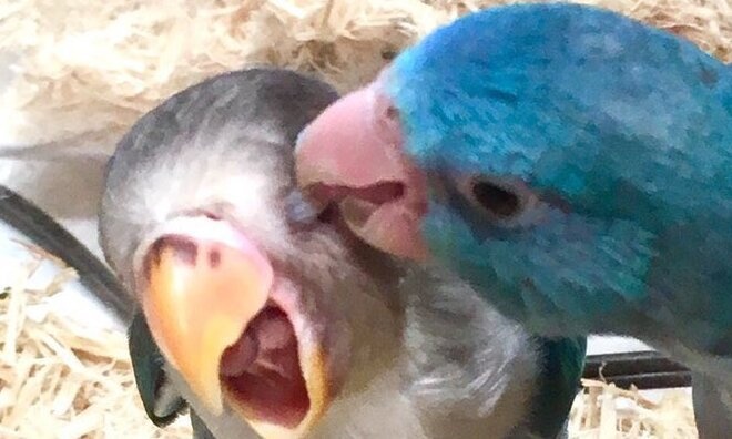 「目があぁぁあ！！！」　壮絶な表情を浮かべるインコに反響→攻撃されてるのかと思いきや、実は...