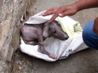 Animal Aid～「痛いよ、怖いよ！助けて！」道端でケガをしておびえ切った子犬の保護作戦