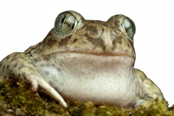 カエルのメス、種の垣根を超えた禁断の愛を求める（米研究）