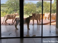 セキュリティー最強か？ベランダで野生のライオンの群れがたむろう家（南アフリカ）