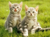 空前の猫ブーム！　今、働く女性が飼ってみたい猫の品種ベスト5って？