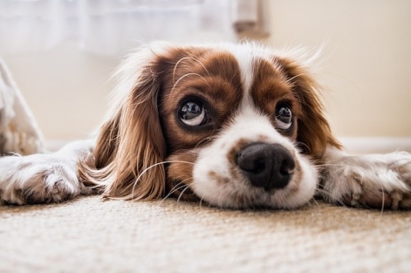 dog4_e