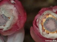光合成せず菌類から栄養をもらう幽霊のような新種の植物が発見される