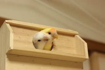 青川端緒さんのツイートより