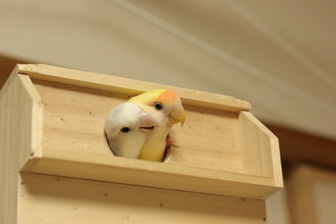 青川端緒さんのツイートより