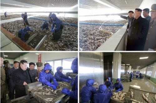 朝鮮人民軍の水産事業所を現地指導した金正恩氏（2016年11月17日付労働新聞より）